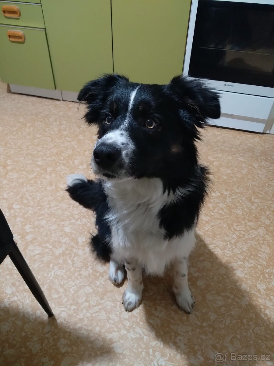Border kolie štěňata - 9