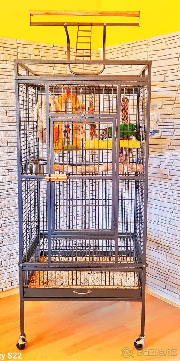 Amazoňan vějířový - 9