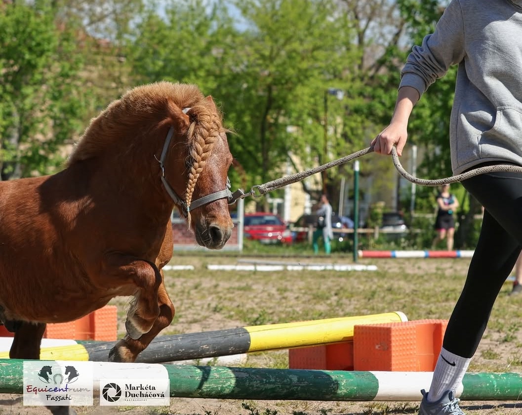 Luxusní hřebec Shetland - 9