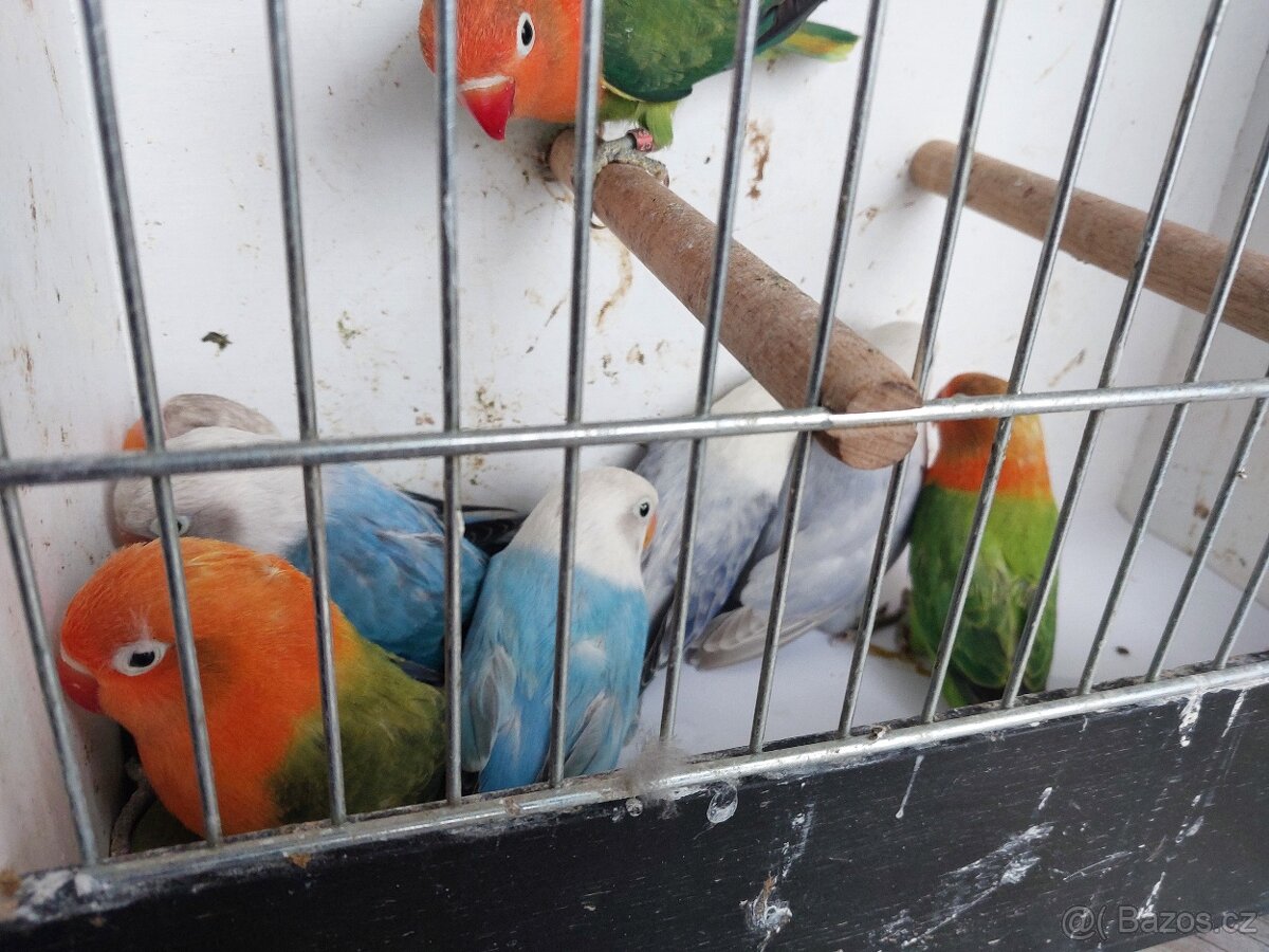 Agapornis fischeri - 9