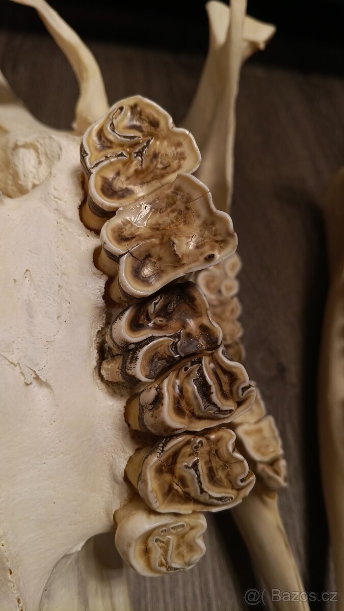 Žirafa Rothschildova - trofej, lebka - 9