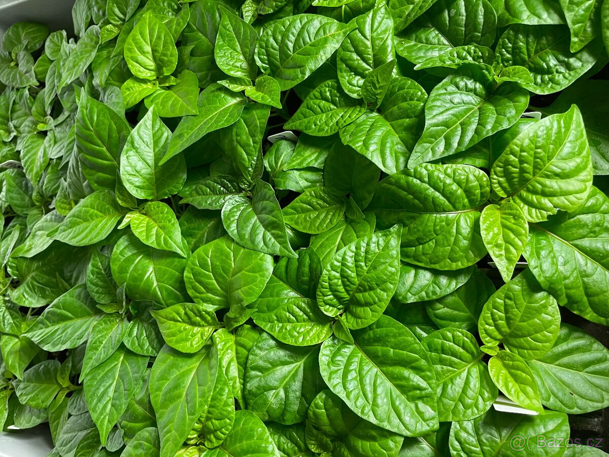 Kompletní growbox 150 pro předpěst - 9