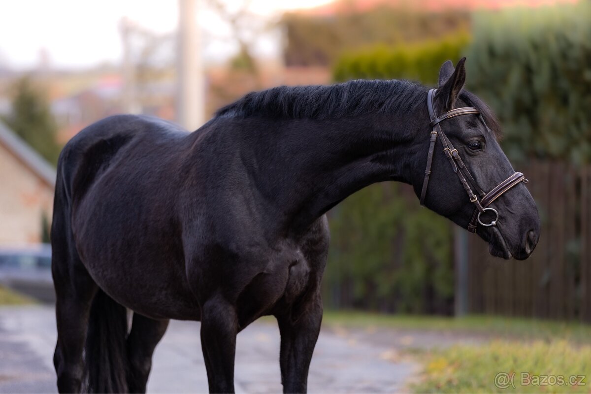 pony klisna kat. B - 9