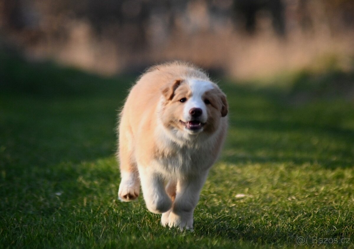 Border Collie / Border Kólia s PP - 9