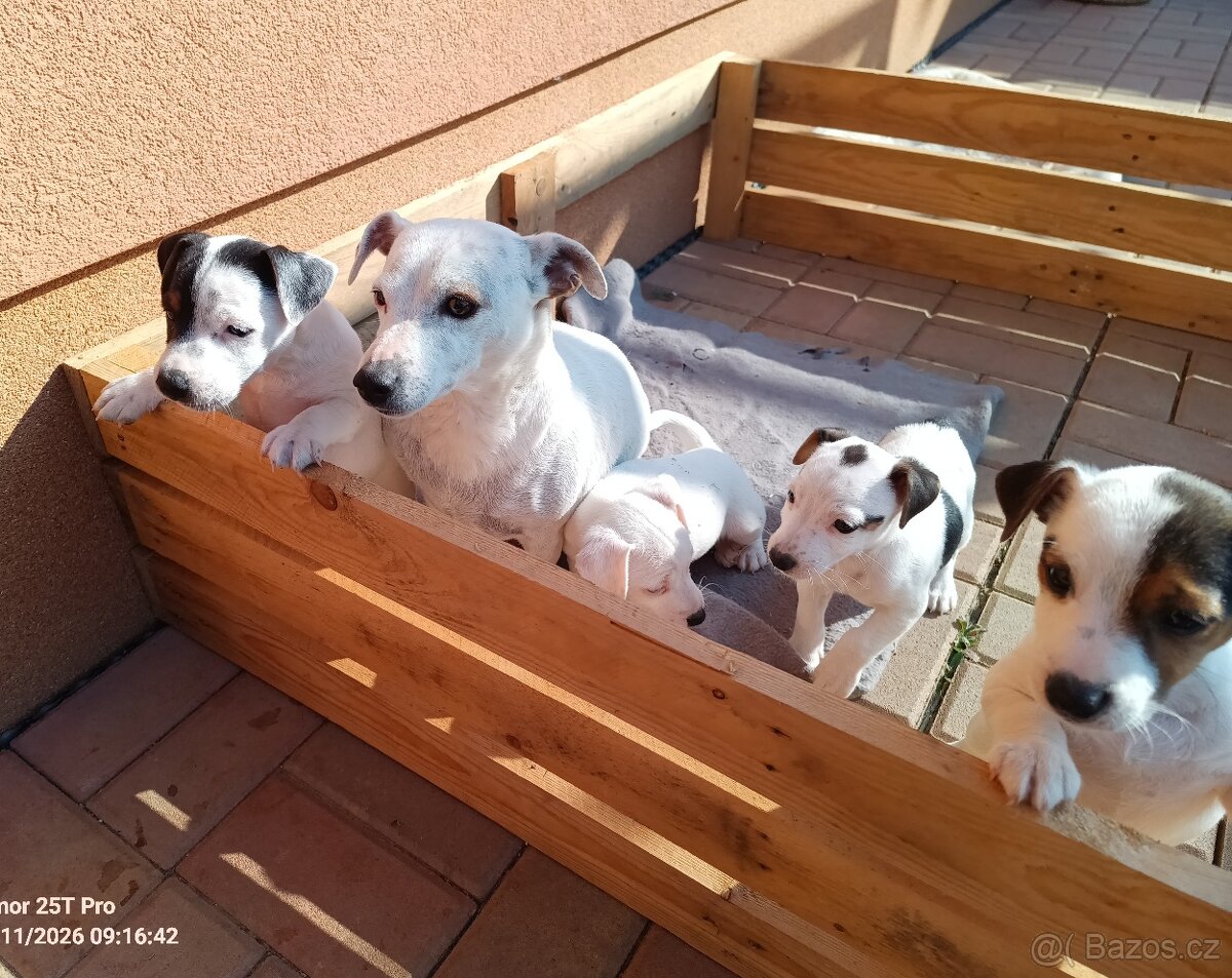 štěňata - Jack Russell teriér - 9