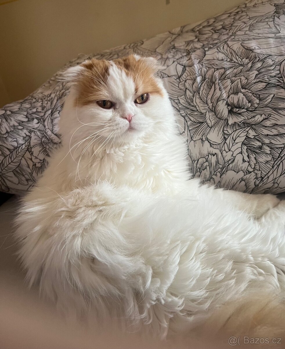 Kocour k nakrytí - 9