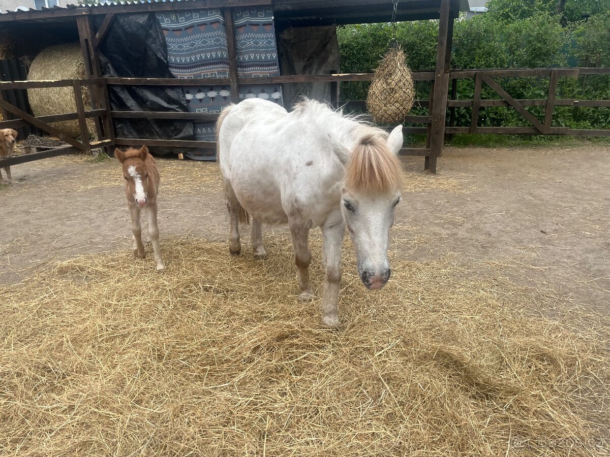 Pony kobylky SPECHA - 9