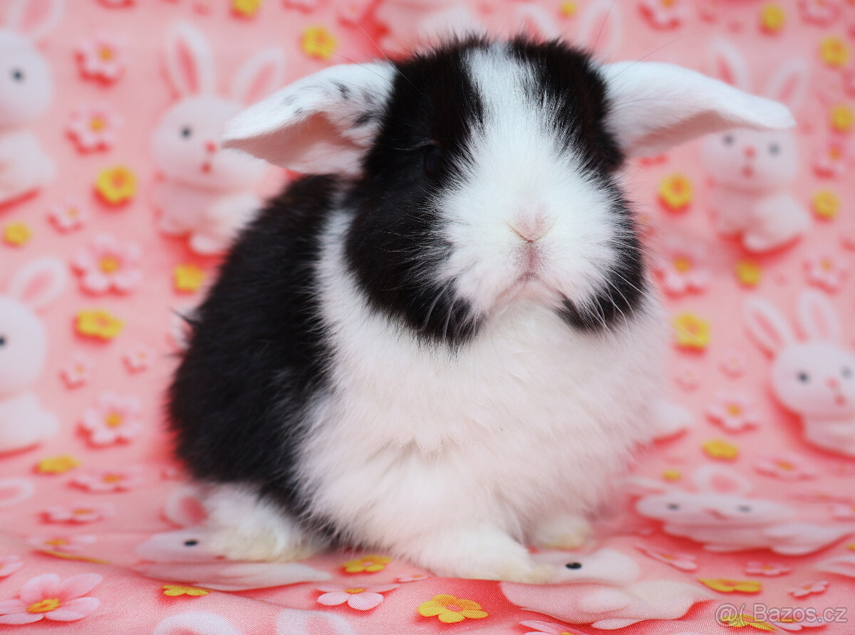WO Zakrslý beránek s VP , maličká samička - 9