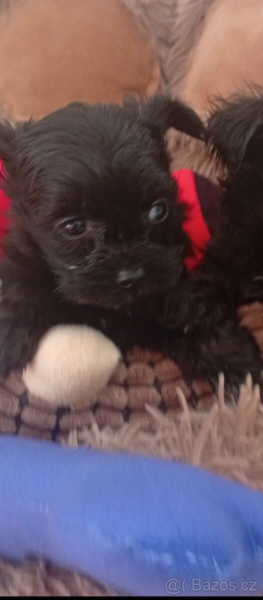 Jorkšírský teriér,Biewer,Merle, Black - 9