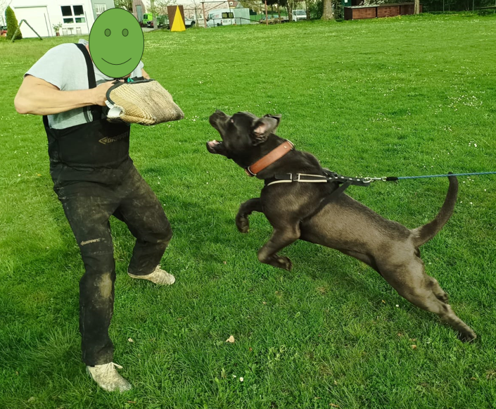 Cane CORSO - NABÍDKA KE KRYTÍ - 9