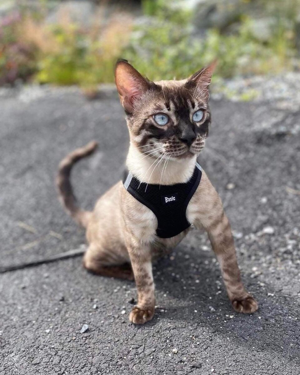 Bengálská kočka,bengálské kotě - 9