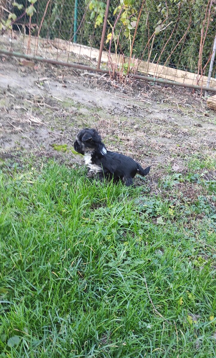 Jorkšírský teriér - 9