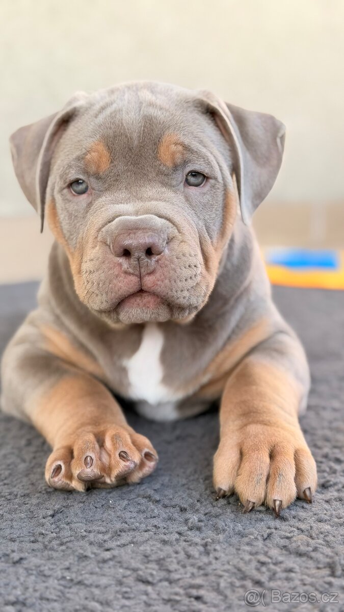 American bully XL - 9