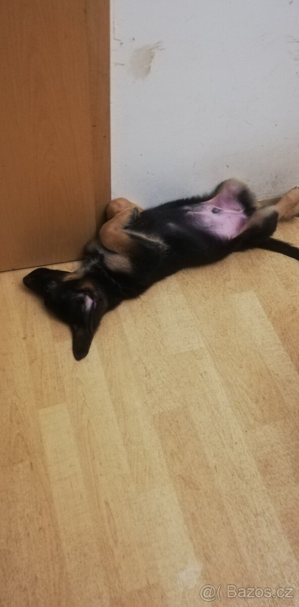 Nemecky ovčák typu Rex(štěňata) - 9