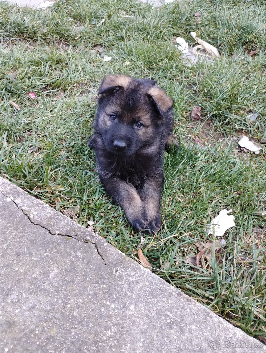 Německý ovčák štěňata - 9