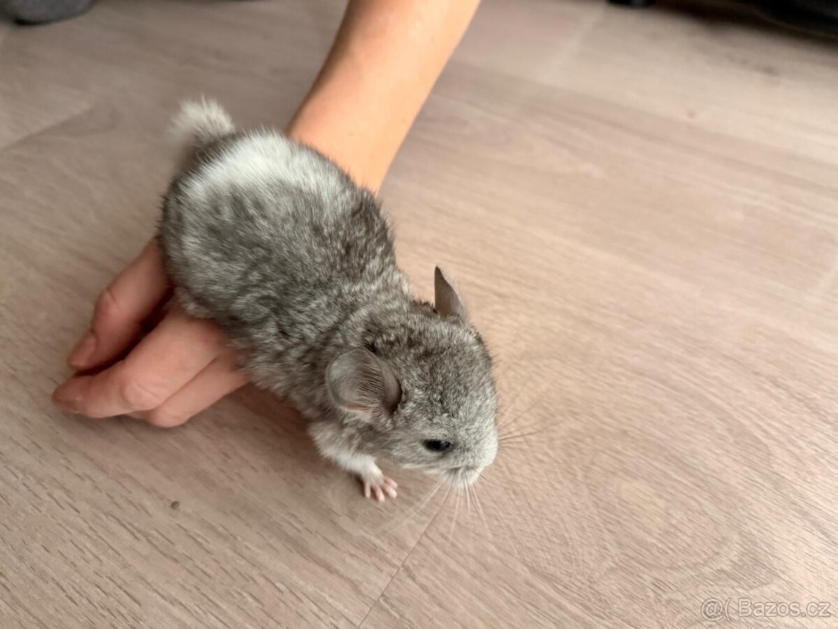 Činčila mládě samičky - 9