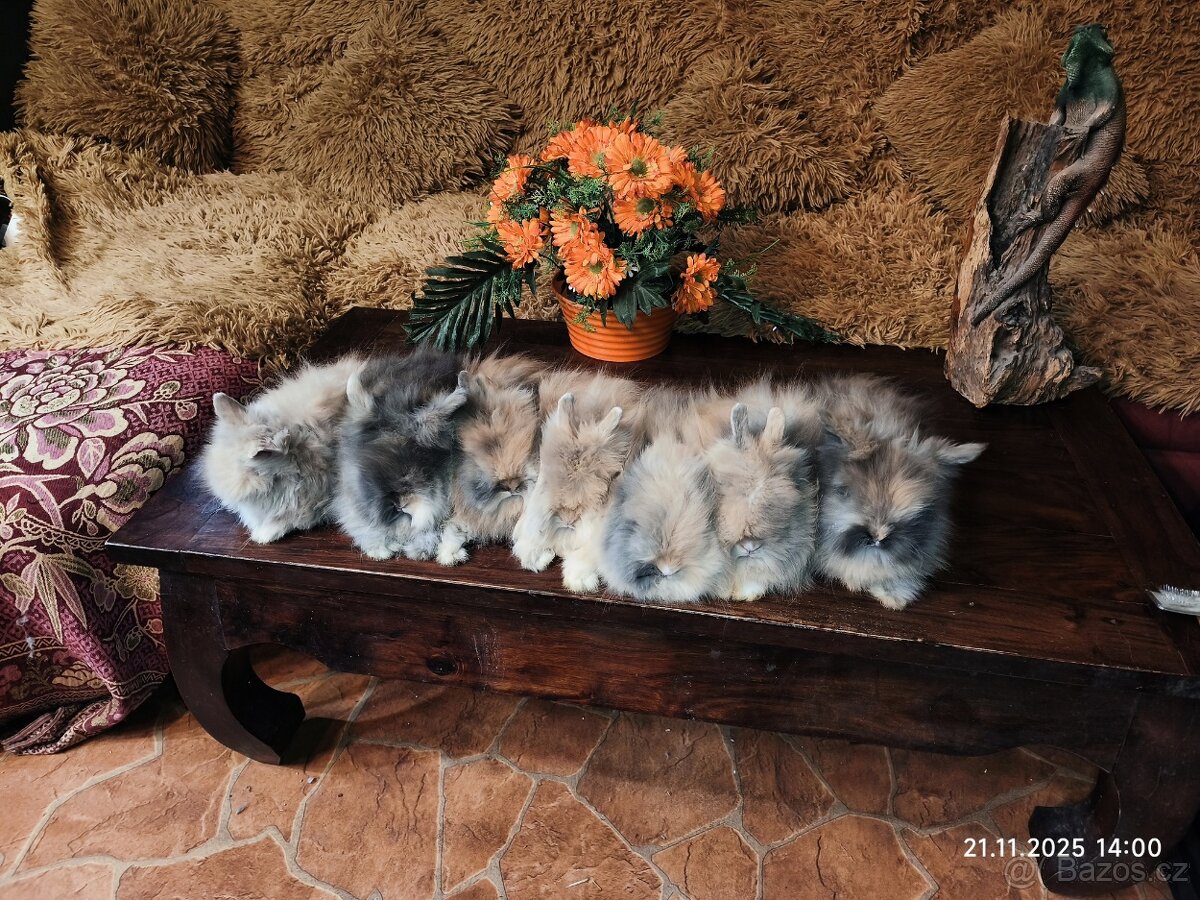 Teddy králíčci zakrslí dlouhosrstí - 9
