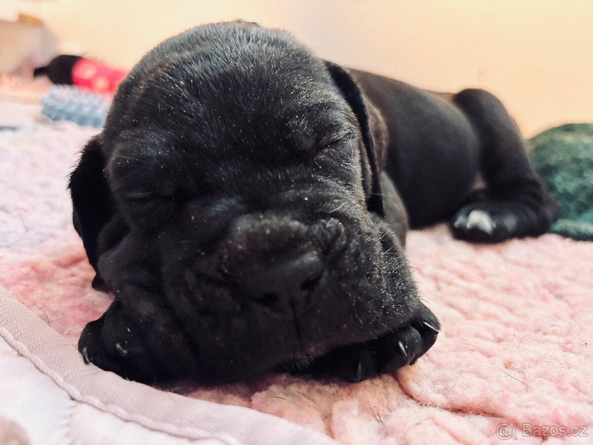 Cane corso s PP - 11 Vánočních štěňátek k rezervaci - 9