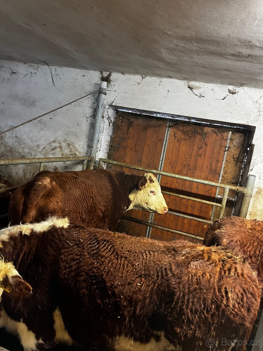 Jalovice Hereford - 9