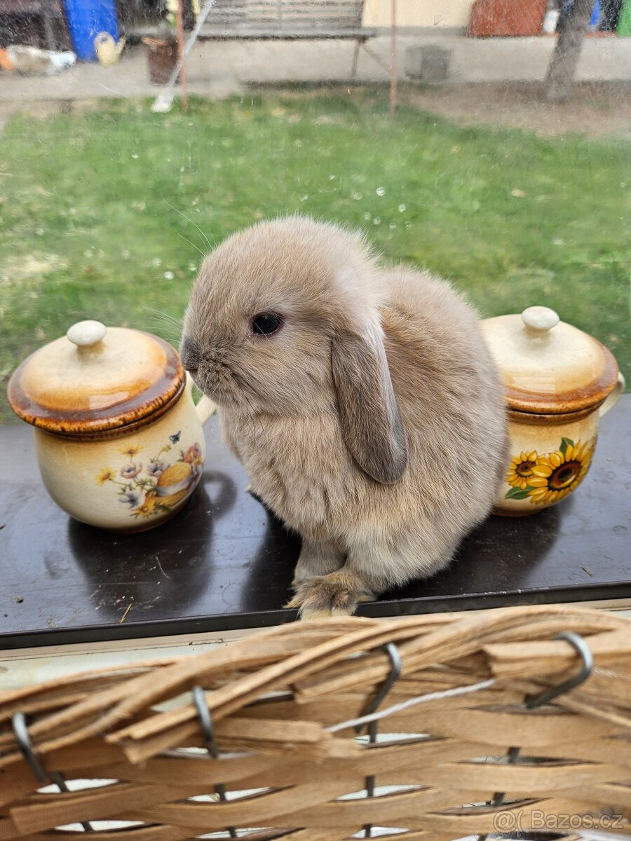 Zakrslý králík - 9