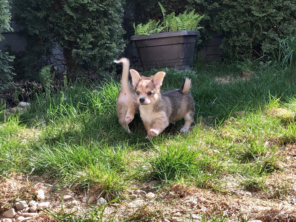 Štěně - kříženec - 9