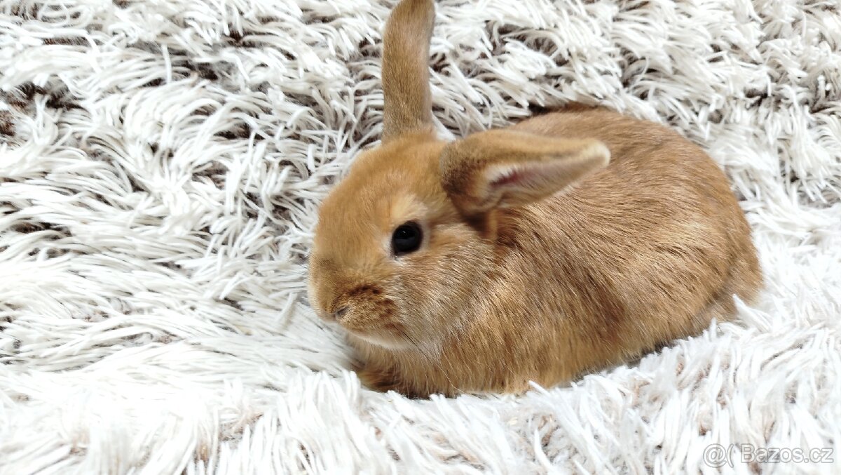 Zakrslý králík, králíček - LILI - 9