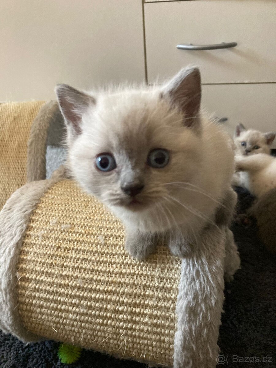Britská modrá koťátka - 9
