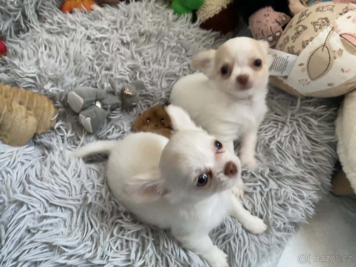 Čivava dlouhosrstá s PP - 9