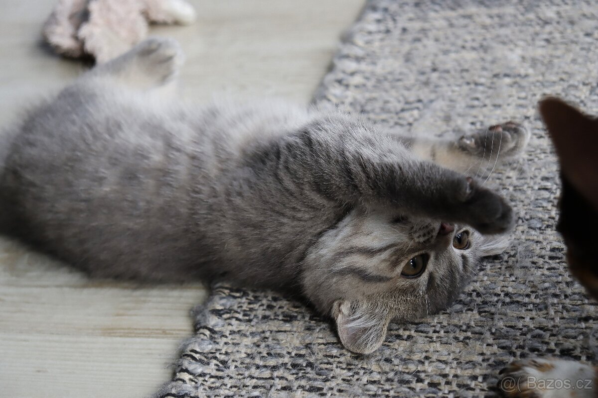 Britská modrá krátkosrstá kočka koťátko - 9