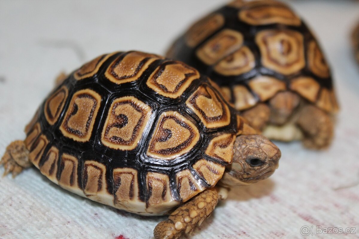 Suchozemské želvy plus komplet vybavená terária - 9