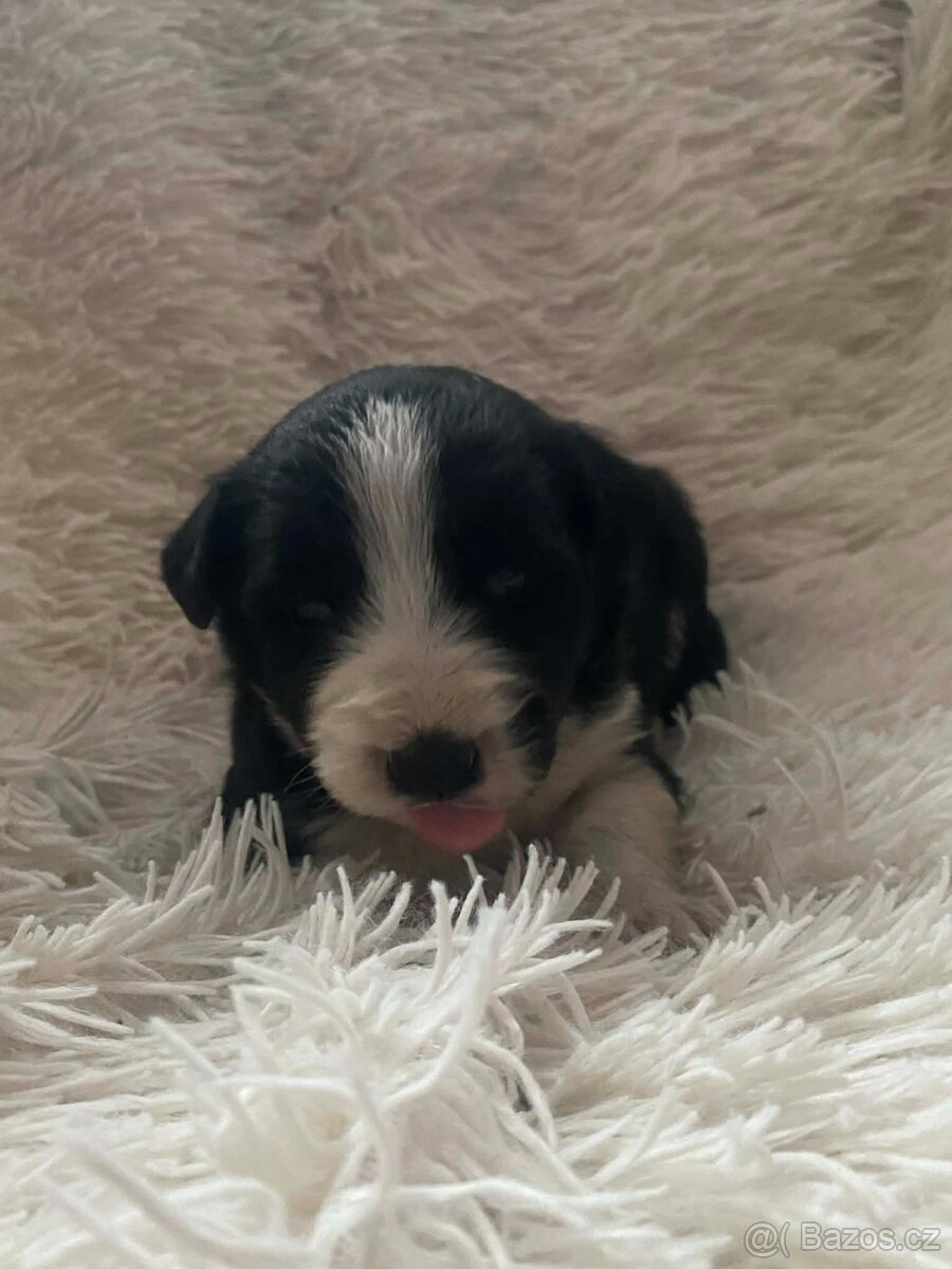 Štěňátka Border kolie bez PP - 9