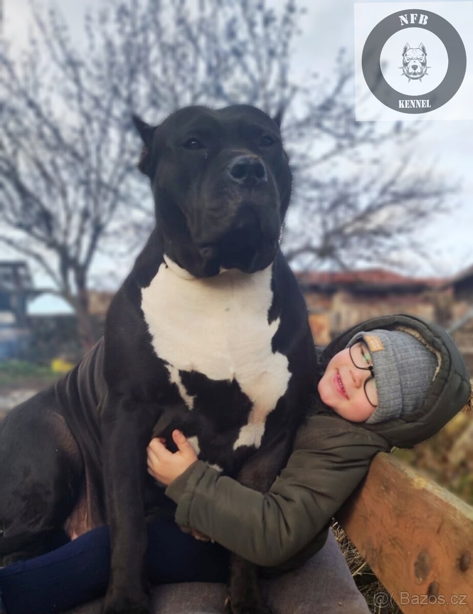 Štěňata American Bully xxl - Bloodline DDK9 - 9