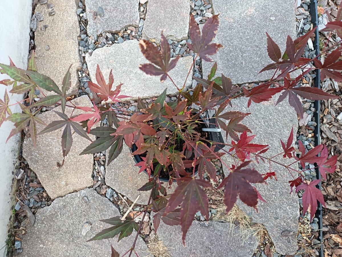 Keře, stromy, trvalky - 9