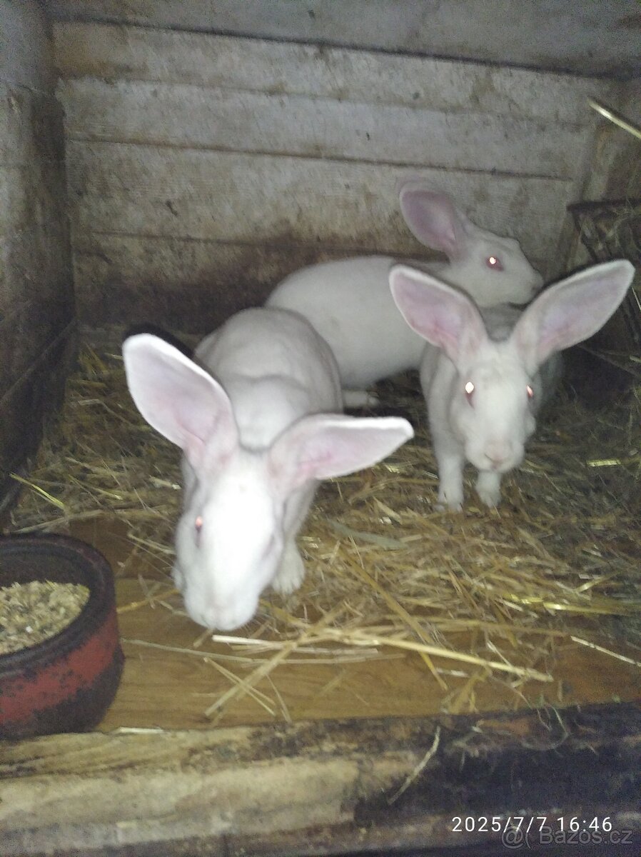 Francouzska hyla - 9