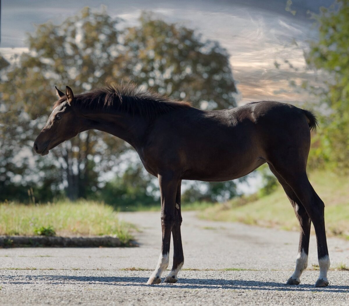 Klisnička na prodej - 9