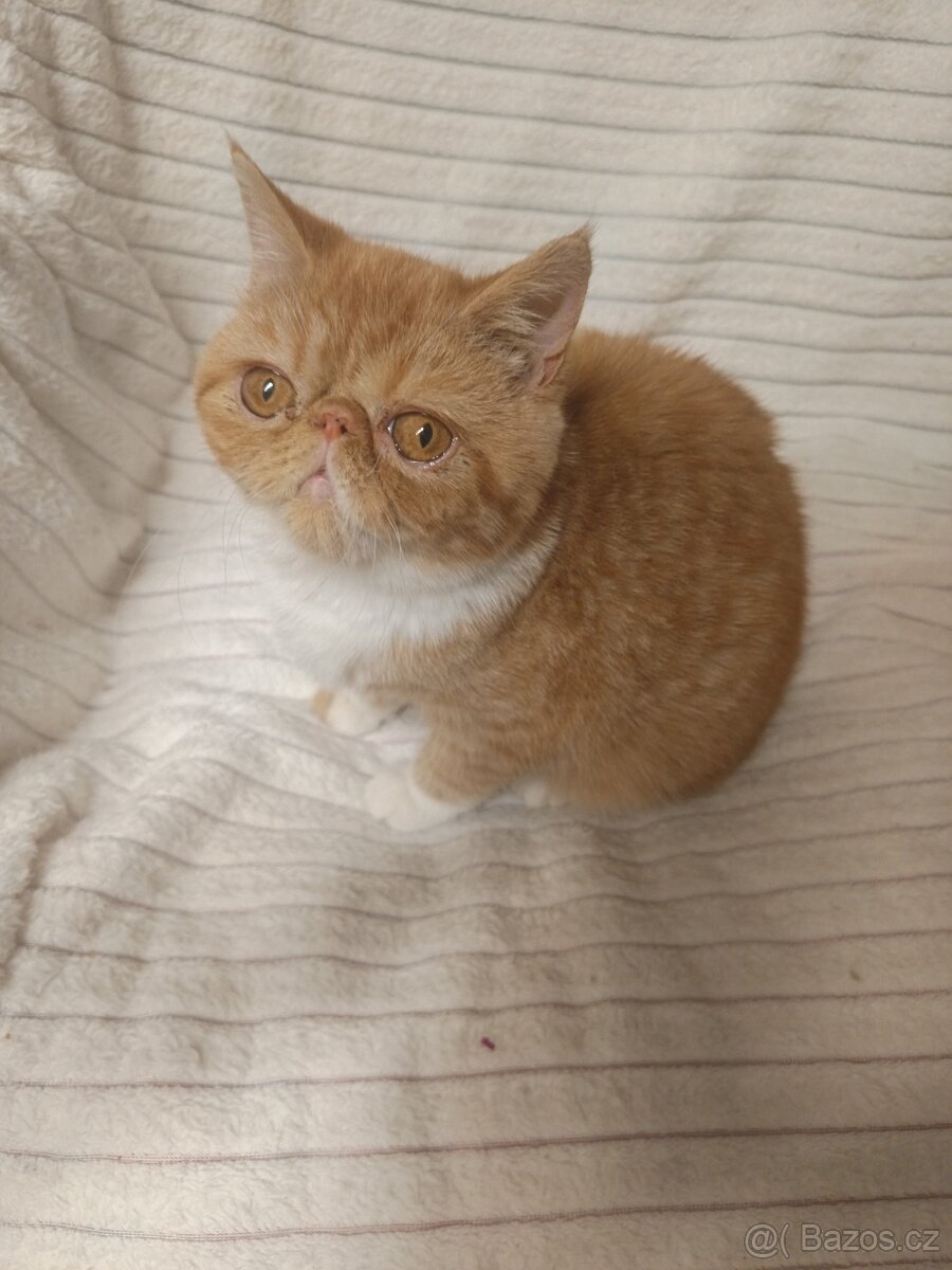 Perská a exotická koťátka s Pp - 9