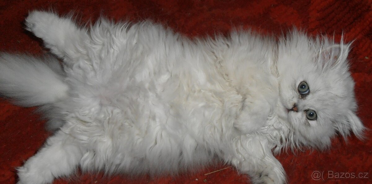 Perská kotátka - 9