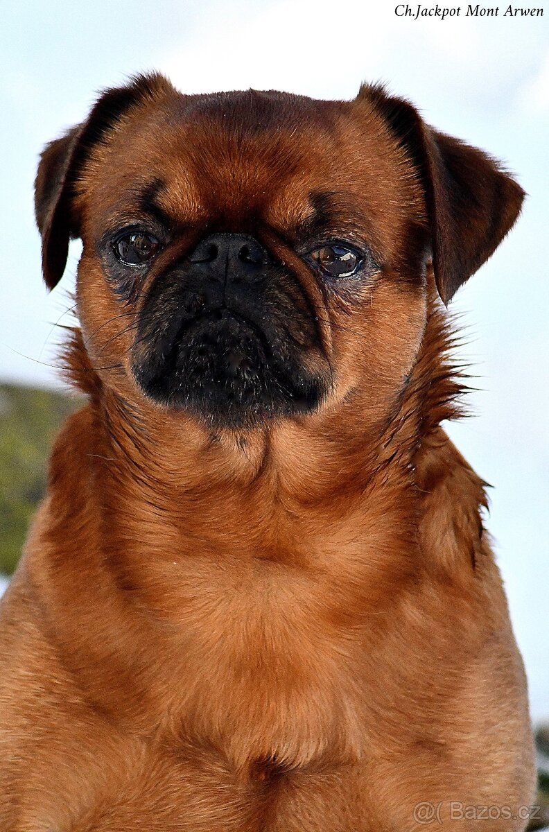 brabantík - štěňata s pp - fena - 9