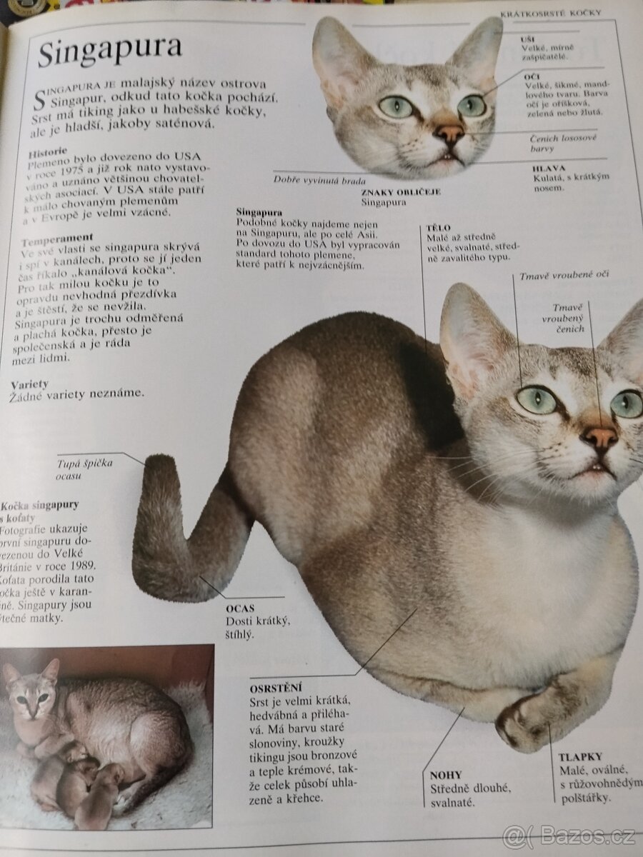 Velká kniha o kočkách - 9
