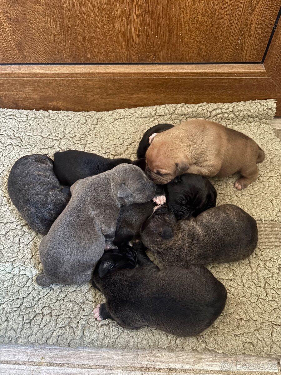 Americký stafordsirsky terier, Stafford, amstaf - 9