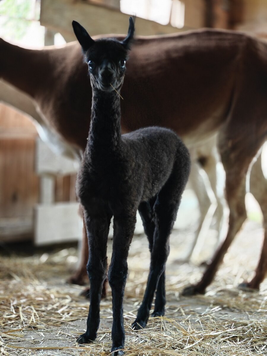 Černý alpačí sameček - 9