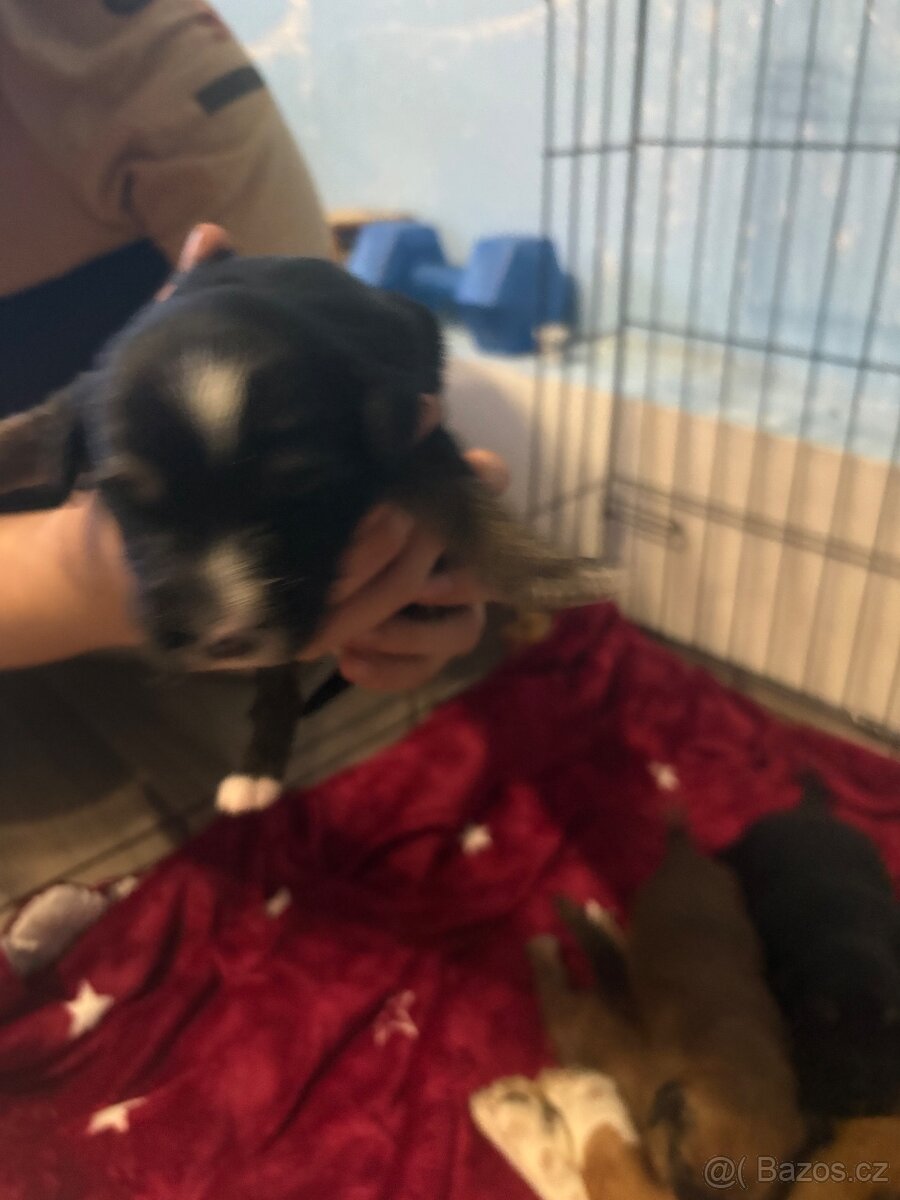 Krásná křížená štěňátka - 9