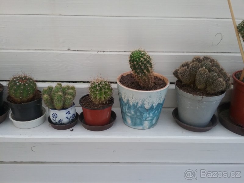 Prodám kaktusy - 9