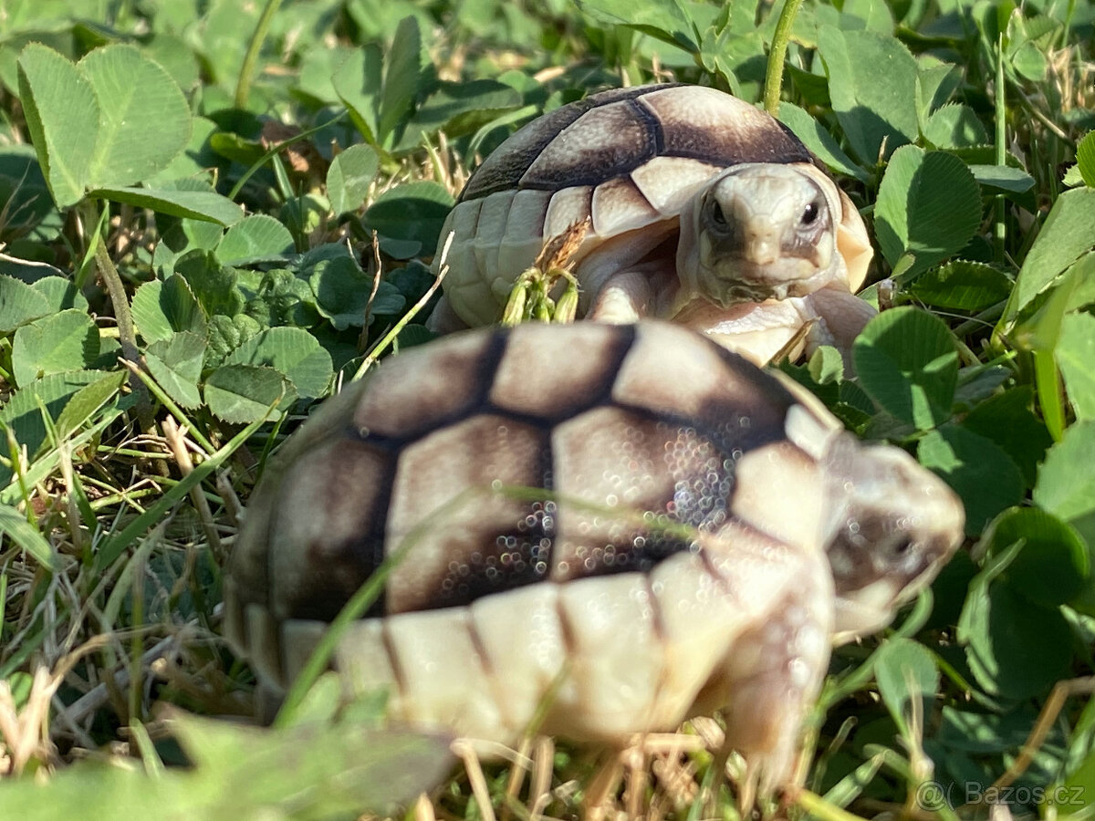 želva zelenavá a vroubená - vitální mláďata - 9