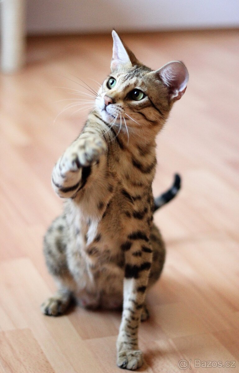 Savannah kocka F3 - 9