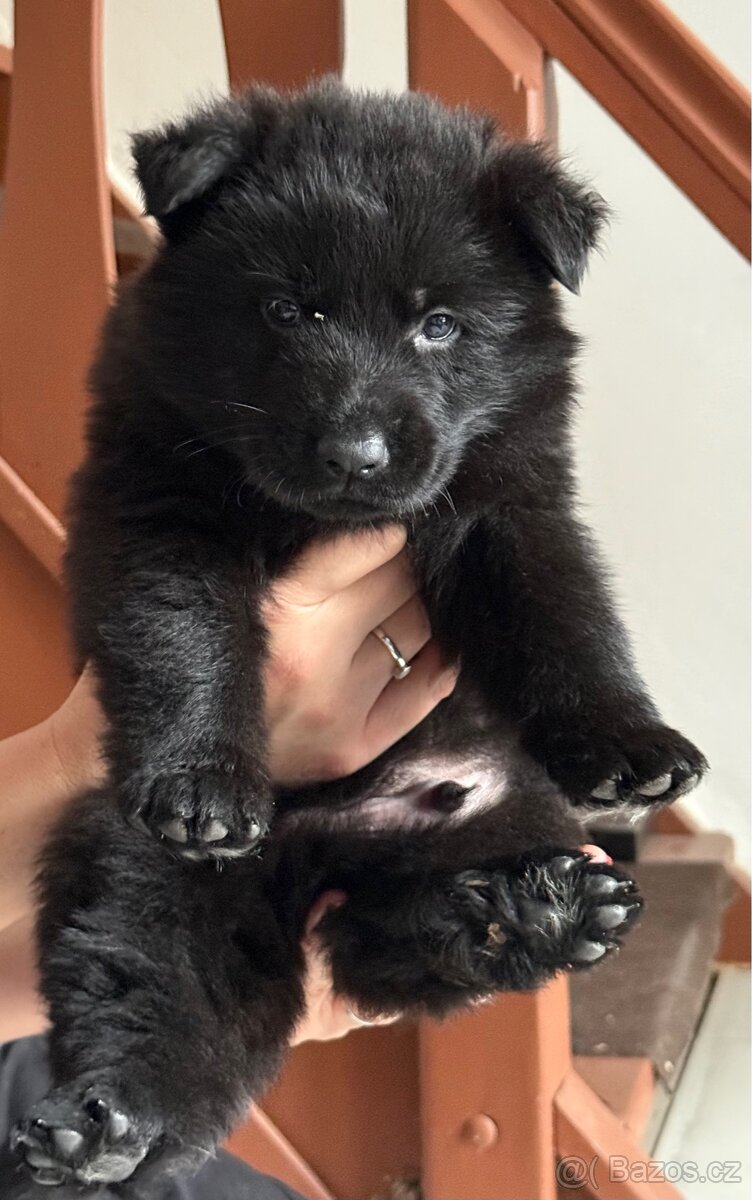 Německý ovčák s PP - 9