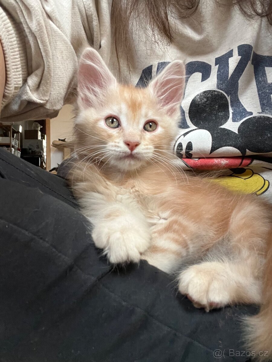 Koťata Mainská mývalí bez PP - 9