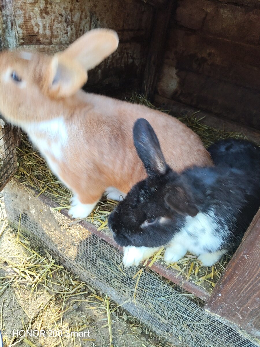 Králíci na prodej - 9
