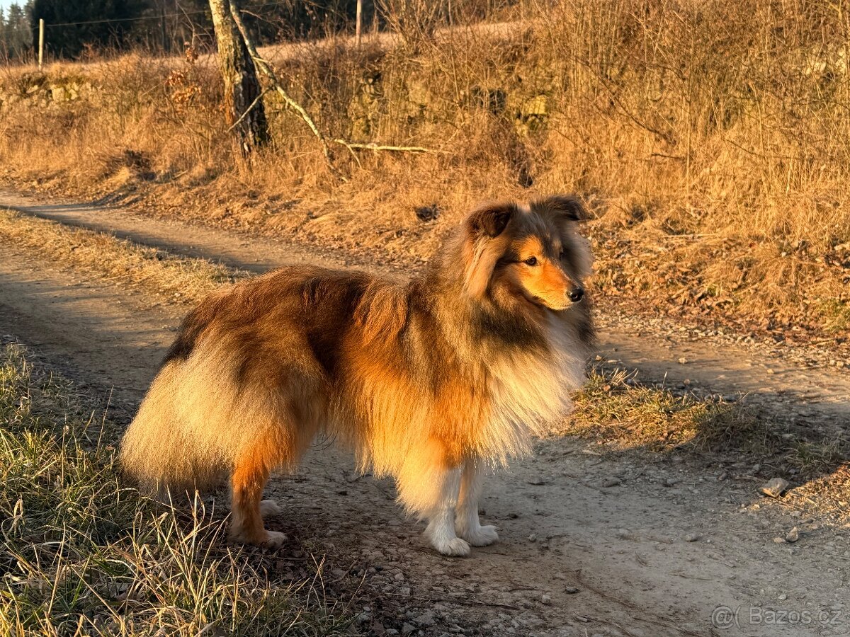 Sheltie dlouhosrsta s PP - kryti - 9
