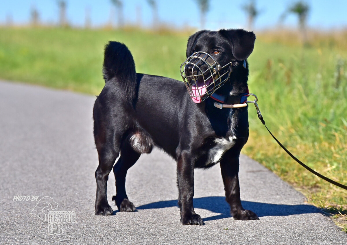 Darujeme opuštěného křížence - 9